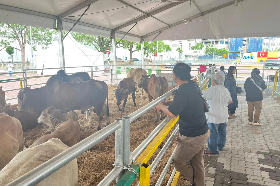 lembu sado, aidiladha, karnival lembu, Tayyib Ranch