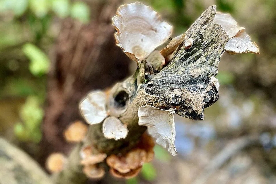 LIAR TAPI MENAWAN: Inilah antara tumbuhan liar yang cantik, dan tumbuh pada dahan-dahan pokok. - Foto ihsan NORAZLINA WAGIMAN