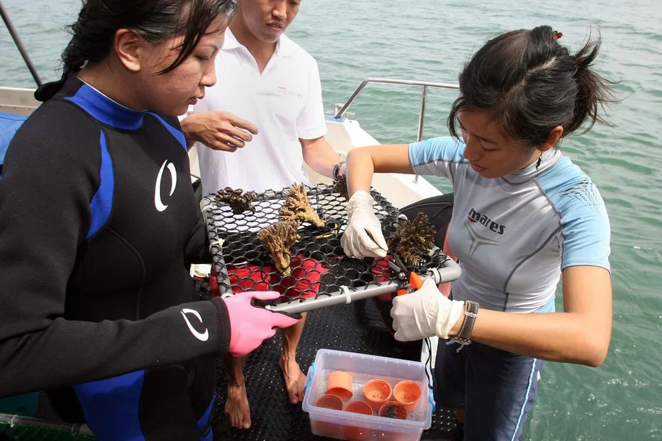  SEMAI KARANG: Kakitangan dari Makmal Biologi Laut NUS menyiapkan serpihan karang untuk disemai.