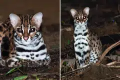 Terdapat dua laporan penemuan kucing hutan di Changi pada 2024.