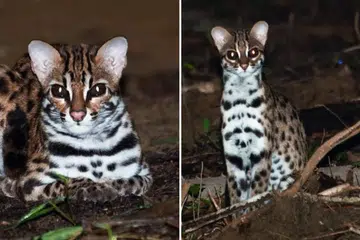 Terdapat dua laporan penemuan kucing hutan di Changi pada 2024.