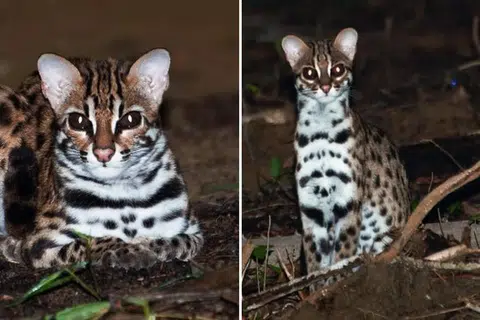 Terdapat dua laporan penemuan kucing hutan di Changi pada 2024.