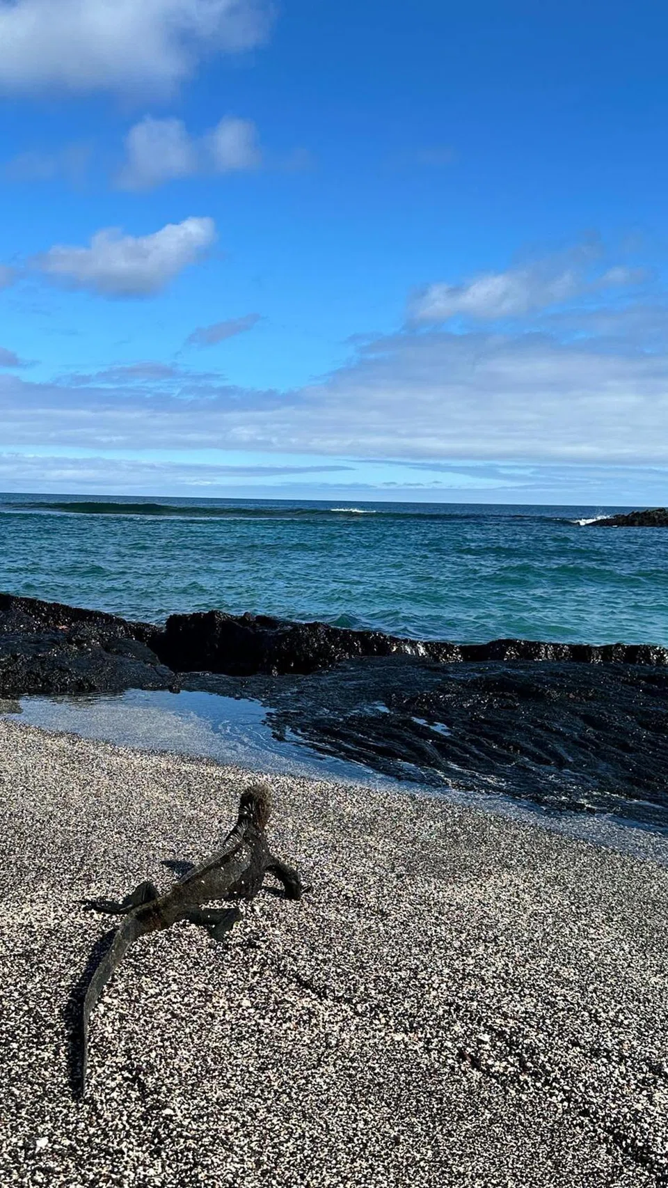 Iguana laut.
