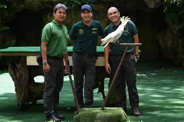 BAKAL BERPINDAH: Tiga kakitangan lama Taman Burung Jurong - (dari kiri) Encik Mohamad Saad Yahya, Encik Sadali Mohamed Tali dan Encik Roslee Mustaffa - bergambar dengan Big John, burung Kakak Tua Jambul Kuning yang berusia lewat 50-an tahun. Hari operasi terakhir Taman Burung Jurong adalah pada 3 Januari tahun depan dan kemudian berpindah ke Bird Paradise di Mandai Wildlife Reserve.