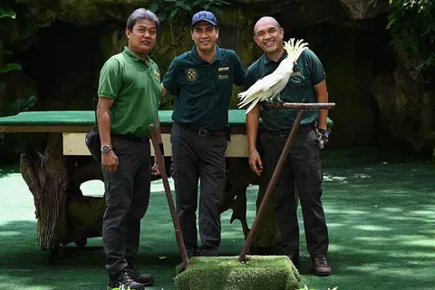 BAKAL BERPINDAH: Tiga kakitangan lama Taman Burung Jurong - (dari kiri) Encik Mohamad Saad Yahya, Encik Sadali Mohamed Tali dan Encik Roslee Mustaffa - bergambar dengan Big John, burung Kakak Tua Jambul Kuning yang berusia lewat 50-an tahun. Hari operasi terakhir Taman Burung Jurong adalah pada 3 Januari tahun depan dan kemudian berpindah ke Bird Paradise di Mandai Wildlife Reserve.