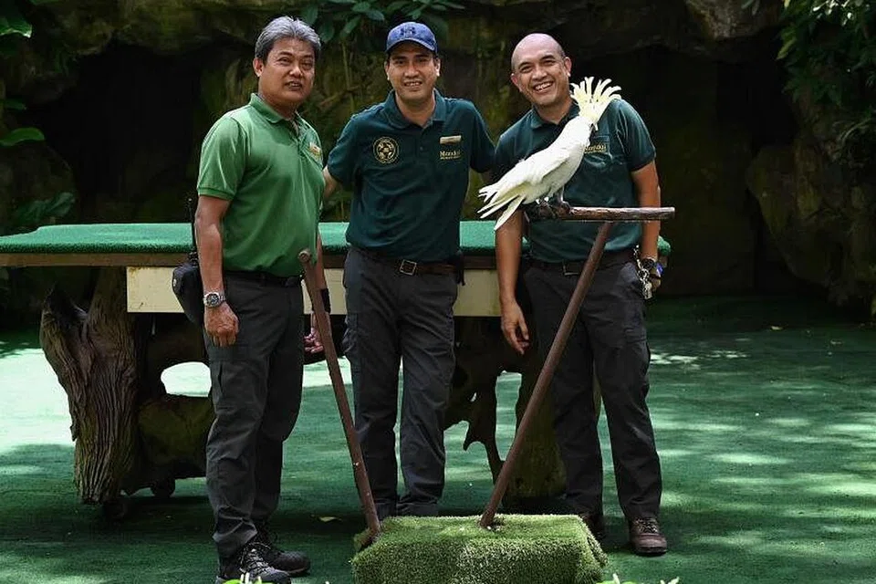 BAKAL BERPINDAH: Tiga kakitangan lama Taman Burung Jurong - (dari kiri) Encik Mohamad Saad Yahya, Encik Sadali Mohamed Tali dan Encik Roslee Mustaffa - bergambar dengan Big John, burung Kakak Tua Jambul Kuning yang berusia lewat 50-an tahun. Hari operasi terakhir Taman Burung Jurong adalah pada 3 Januari tahun depan dan kemudian berpindah ke Bird Paradise di Mandai Wildlife Reserve.