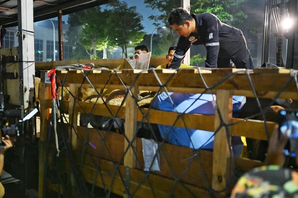 Seorang pengendali haiwan mengira jumlah haiwan ternakan sebelum mereka dipindahkan dari palet ke lori untuk dibawa ke masjid lain. Proses itu dipanggil pemecahan kargo atau ‘break bulk’.