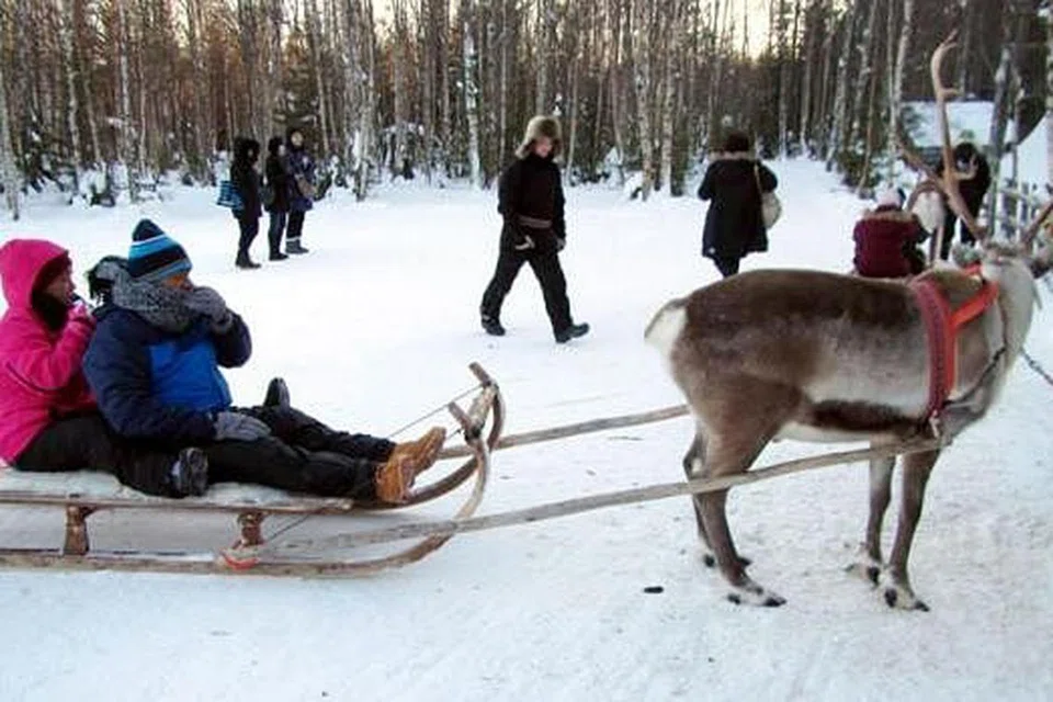 RUSA MENGAMUK: Ibu penulis Cik Mahanom Mohd menaiki kereta luncur rusa kutub di ladang Rovaniemi bersama suami. Menurut penulis, rusa mereka itu sebenarnya sedang keghairahan dan asyik berlari, justeru menjadikan kereta luncur mereka laju. Pasangan itu sebenarnya ketakutan, namun mereka tetap berseronok.- Foto SITI AISYAH MOHAMED HUMBERI