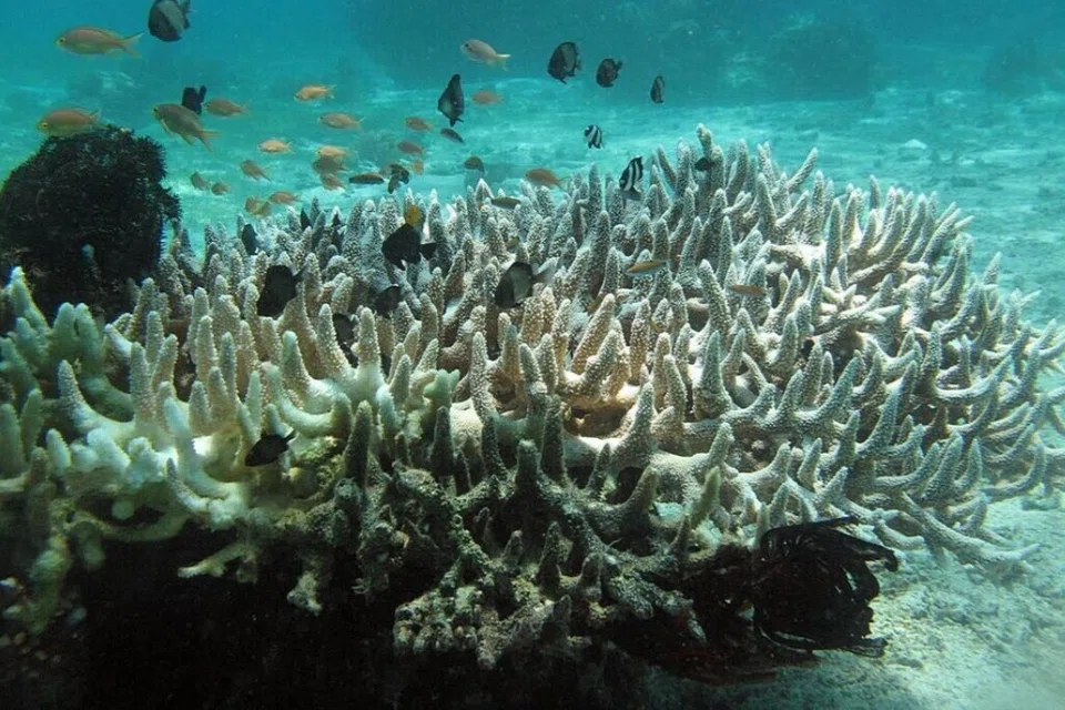 Karang bercabang, seperti karang tanduk rusa (staghorn coral), boleh bersaing dan mengatasi karang lain dalam perebutan ruang.