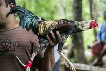 Foto fail enynjukkan seekor ayam sabung dipegang oleh seorang peserta di gelanggang sabung ayam di Karangasem, Bali.
