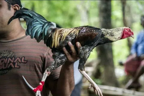 Foto fail enynjukkan seekor ayam sabung dipegang oleh seorang peserta di gelanggang sabung ayam di Karangasem, Bali.