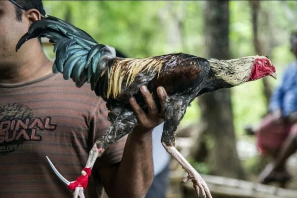 Foto fail enynjukkan seekor ayam sabung dipegang oleh seorang peserta di gelanggang sabung ayam di Karangasem, Bali.