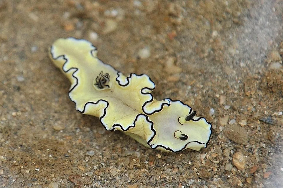MENARIK: Nudibranch berwarna kuning terang, sejenis lintah laut yang didapati di Taman Laut Pulau Sisters. 