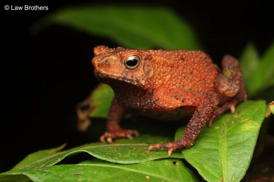 Bunyi suara katak pertama yang dirakam oleh dua beradik tersebut merupakan katak jenis, four-ridged toad (Ingerophrynus quadriporcatus).