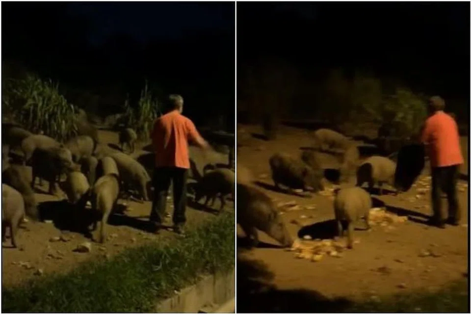 Satu video di media sosial menunjukkan seorang lelaki memberi roti kepada babi hutan.