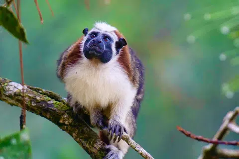 Monyet ‘Geoffroy’s tamarin’.
