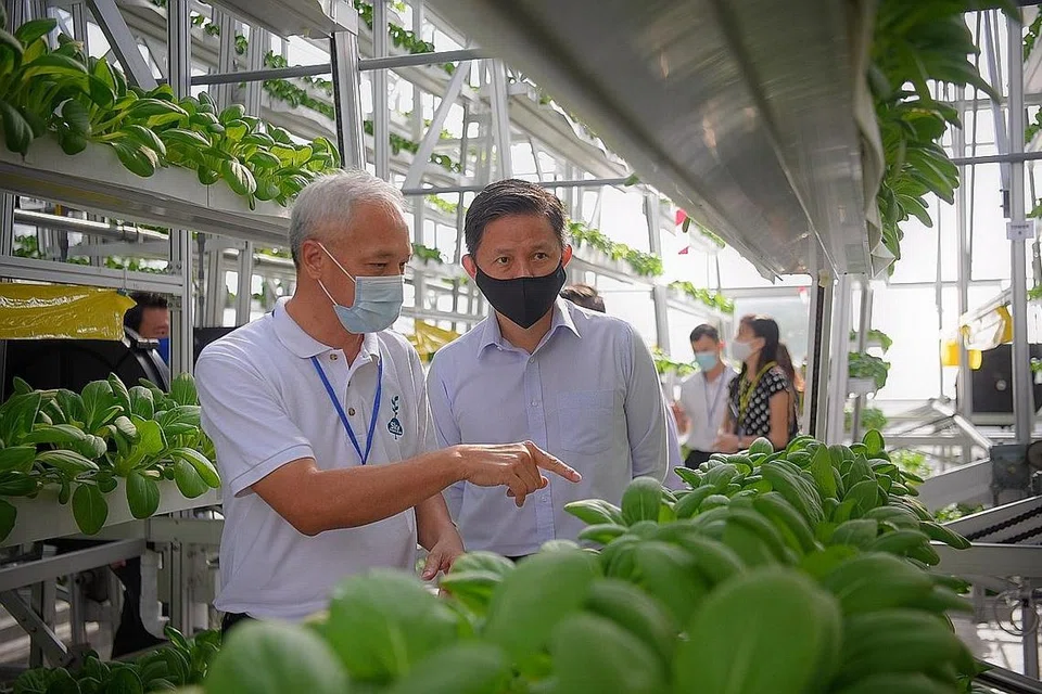 HURAIAN BARU: Encik Chan (kanan) bersama pengasas Sky Greens, Encik Jack Ng, di 'ladang mikro' baru Sky Urban Solution yang menggabungkan hasil sayur-sayuran dengan akuakultur serta fungsi komersial yang lain. - Foto BH oleh MARK CHEONG