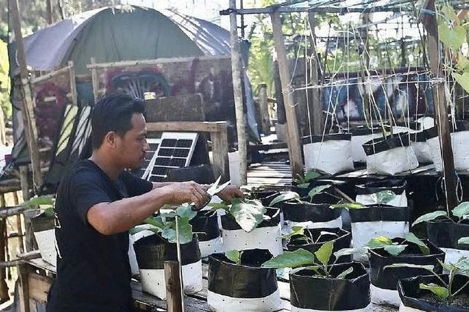 DEMI MENCARI REZEKI: Encik Azaruddin mengusahakan tanaman timun, terung, lada, ubi kayu dan serai berdekatan tapak perkhemahannya di Pulau Redang demi mencari rezeki yang terjejas dek Covid-19. - Foto NSTP