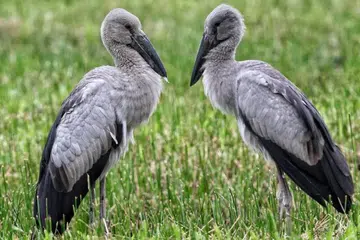 Burung Upih-Siput Asia, atau ‘Asian Openbill stork’, dilihat di Kranji Marsh dan Tampines North pada 31 Januari, serta di Paya Simpanan Sungei Buloh pada 1 Februari.