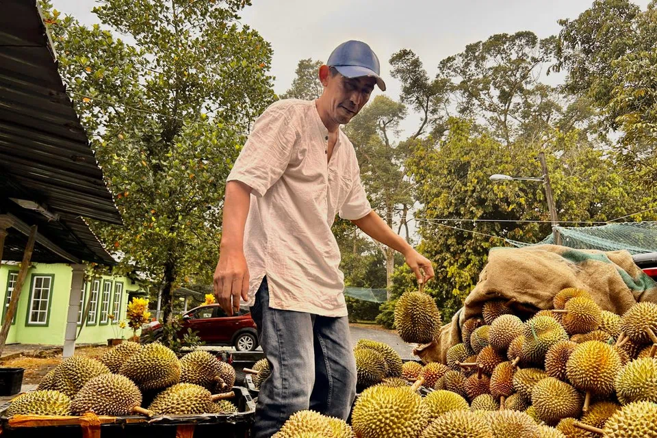 musim durian, pekebun Johor, pelawat S’pura