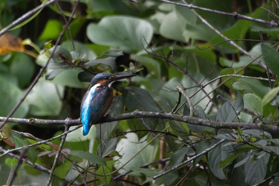 Bulu burung Common kingfisher lebih kepada biru pirus (turquoise), dan biasanya adalah lebih besar daripada burung Blue-eared kingfisher.