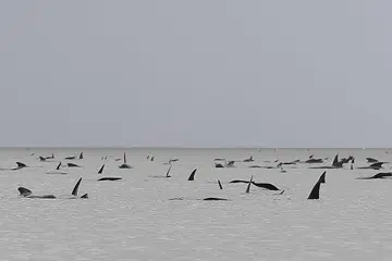 TERDAMPAR: Kelihatan satu kumpulan ikan paus terdampar di kawasan cetek berdekatan Pelabuhan Macquarie di Tasmania. - Foto AFP
