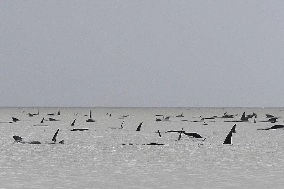 TERDAMPAR: Kelihatan satu kumpulan ikan paus terdampar di kawasan cetek berdekatan Pelabuhan Macquarie di Tasmania. - Foto AFP