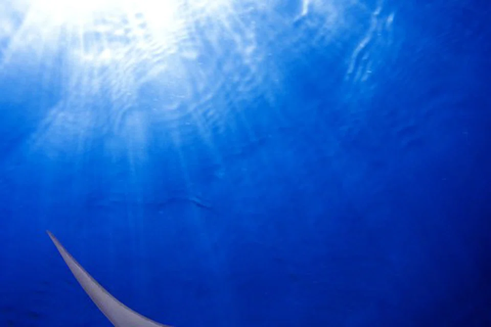 PARI LANG: Dari jendela kapal selam atau ketika berenang di paras permukaan, anda akan nampak ikan berbentuk unik ini.