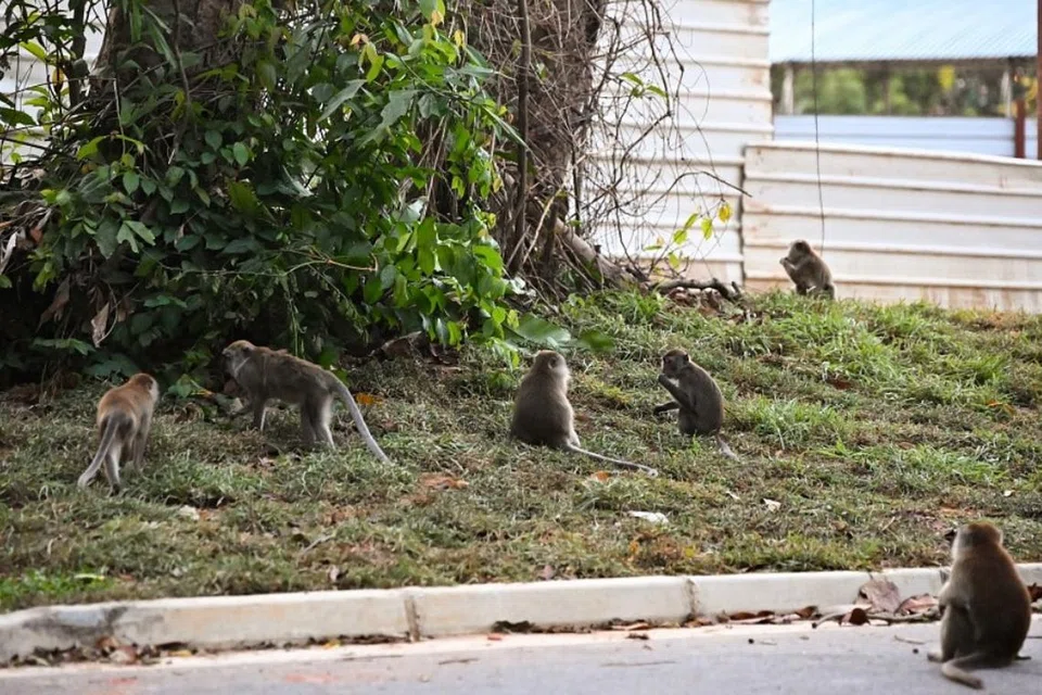 Menurut Lembaga Taman Negara (NParks), ia telah menerima 38 kes maklum balas berkaitan kehadiran monyet di sekitar Punggol Northshore.