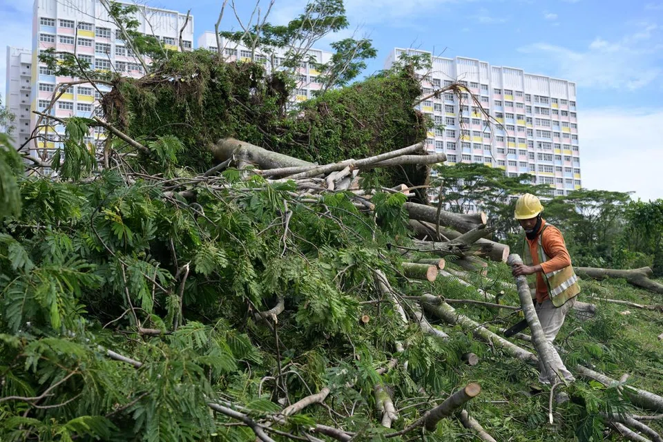 Pekerja menangani pokok tumbang di sepanjang Choa Chu Kang Grove selepas hujan lebat dan angin kencang melanda Singapura pada petang 17 September.