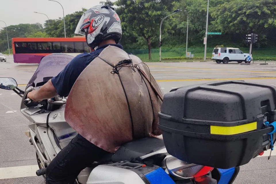 UMPAMA BEG: Encik Muhammad Sufiyan Jumali menunggang motosikalnya dengan membawa ikan pari hasil tangkapannya bak beg galas.