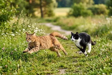 bahasa, kucing, pantun melayu, jodoh lebaran 