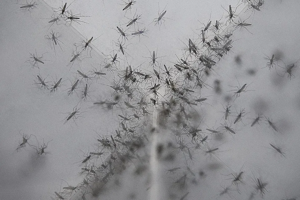 PROJEK WOLBACHIA: Peranan nyamuk Wolbachia-Aedes, yang tidak menggigit atau menyebar penyakit, adalah untuk mengawal dan mengurangkan bilangan nyamuk Aedes. - Foto fail
