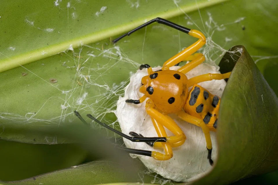 Kebanyakan kantung telur labah-labah berwarna putih, seperti kantung telur milik labah-labah jenis, Platythomisus octomaculatus ini di timur Singapura. 