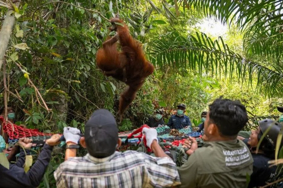 Pasukan konservasi memindahkan seekor daripada tiga orang utan Borneo (Pongo pygmaeus) yang ditemukan di sebuah ladang penduduk di Ketapang, Kalimantan Barat. Haiwan itu dipercayai keluar dari habitatnya selepas kebakaran hutan melanda kawasan berhampiran. Dalam kejadian berasingan pada 30 Ogos, seekor lagi orang utan jantan dewasa ditemukan dalam keadaan lemah di Kuala Satong, Ketapang, dipercayai akibat terdedah kepada asap kebakaran dan kekurangan air dalam badan. Kebakaran hutan dan tanah di Kalimantan turut menyebabkan kualiti udara di beberapa kawasan mencapai tahap berbahaya.