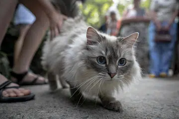 Kucingku
