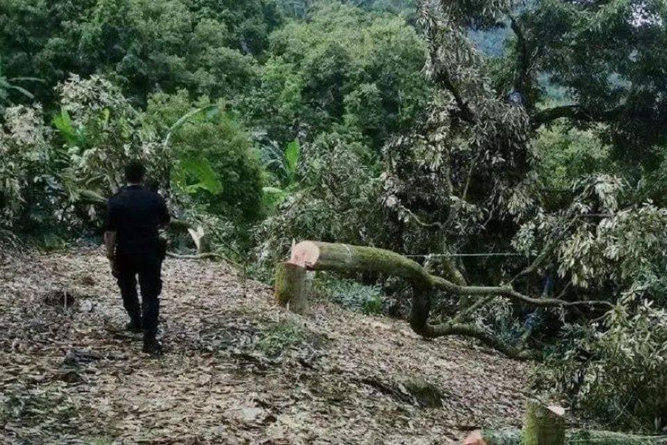 Pihak berkuasa kerajaan Pahang menjalankan operasi di sebuah kebun durian yang diusahakan secara haram oleh sekumpulan pekebun di Raub, Pahang, dengan menceroboh tanah milik kerajaan negeri itu.