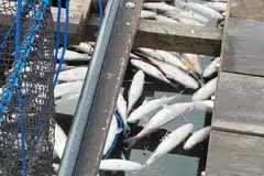 Ribuan ikan mati dekat jeti Lim Chu Kang, disyaki kerana cuaca terik