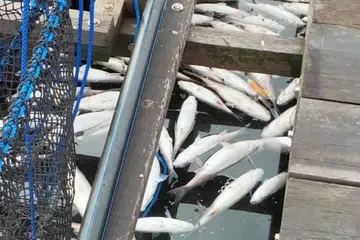 Ribuan ikan mati dekat jeti Lim Chu Kang, disyaki kerana cuaca terik