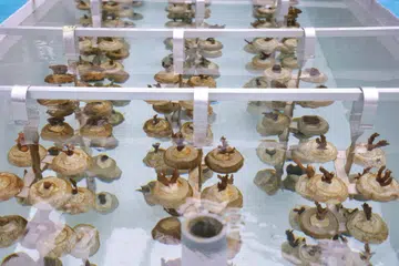 Dinamakan ‘Acropora’, ‘Caulastrea’ and ‘Hydnophora’, ini adalah antara 100,000 serpihan terumbu karang yang diumumkan bakal dibesarkan di tangki “bertingkat tinggi” Pulau St John pada 10 Disember. 