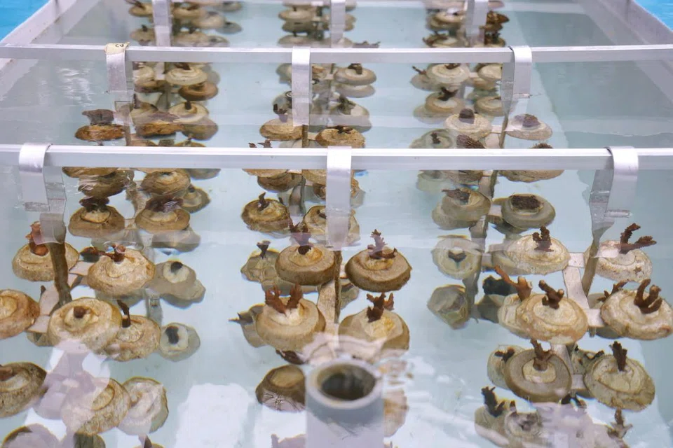 Dinamakan ‘Acropora’, ‘Caulastrea’ and ‘Hydnophora’, ini adalah antara 100,000 serpihan terumbu karang yang diumumkan bakal dibesarkan di tangki “bertingkat tinggi” Pulau St John pada 10 Disember. 