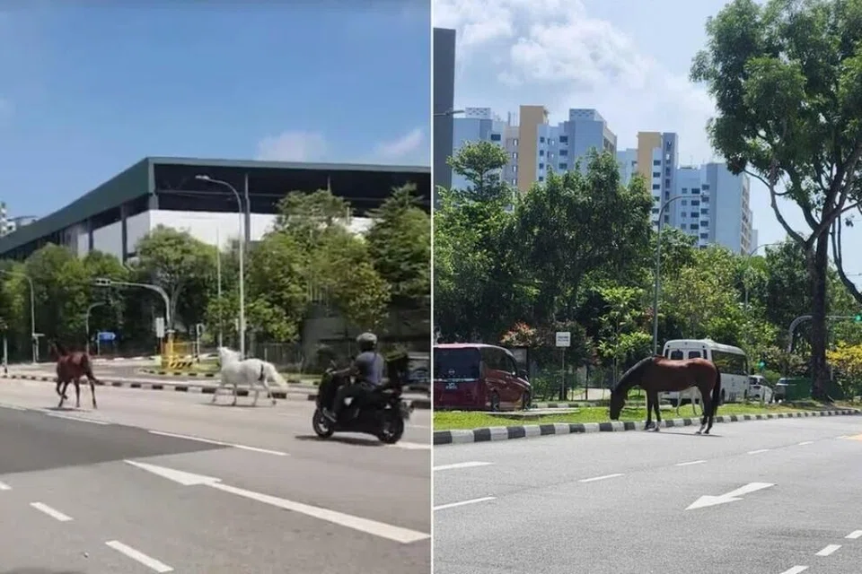 kuda, pasir ris, Tahun Kuda