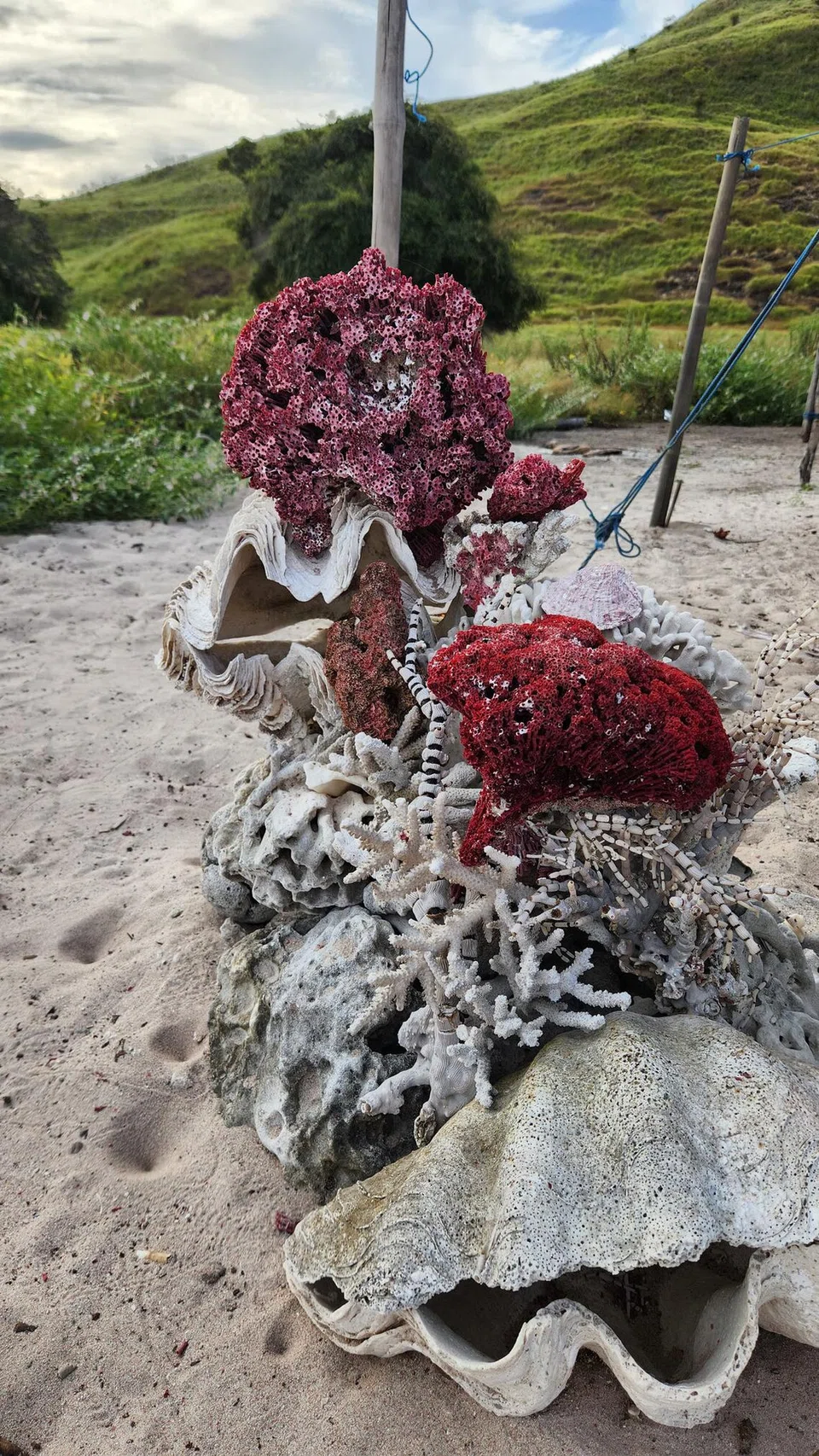Terumbu karang merah yang sudah mati dipamerkan untuk tontonan pengunjung.