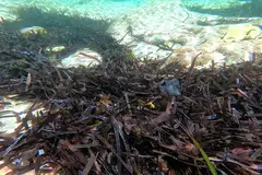 Rumpai laut Posidonia tumbuh di perairan Mediterranean.