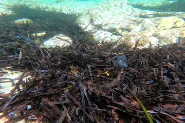 Rumpai laut Posidonia tumbuh di perairan Mediterranean.