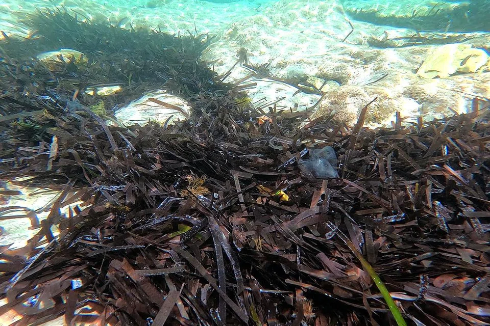 Rumpai laut Posidonia tumbuh di perairan Mediterranean.