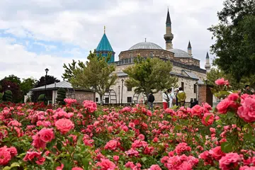 Hamparan bunga mawar merah tumbuh segar di luar Muzium Mevlana di Konya, Turkey.  