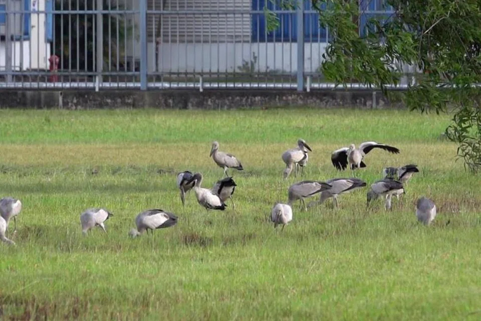 Penemuan burung Upih-Siput Asia menyebabkan peminat burung seluruh Singapura mengunjungi Tampines Industrial Avenue 2 untuk mengambil gambar dan merakamkan video burung itu.