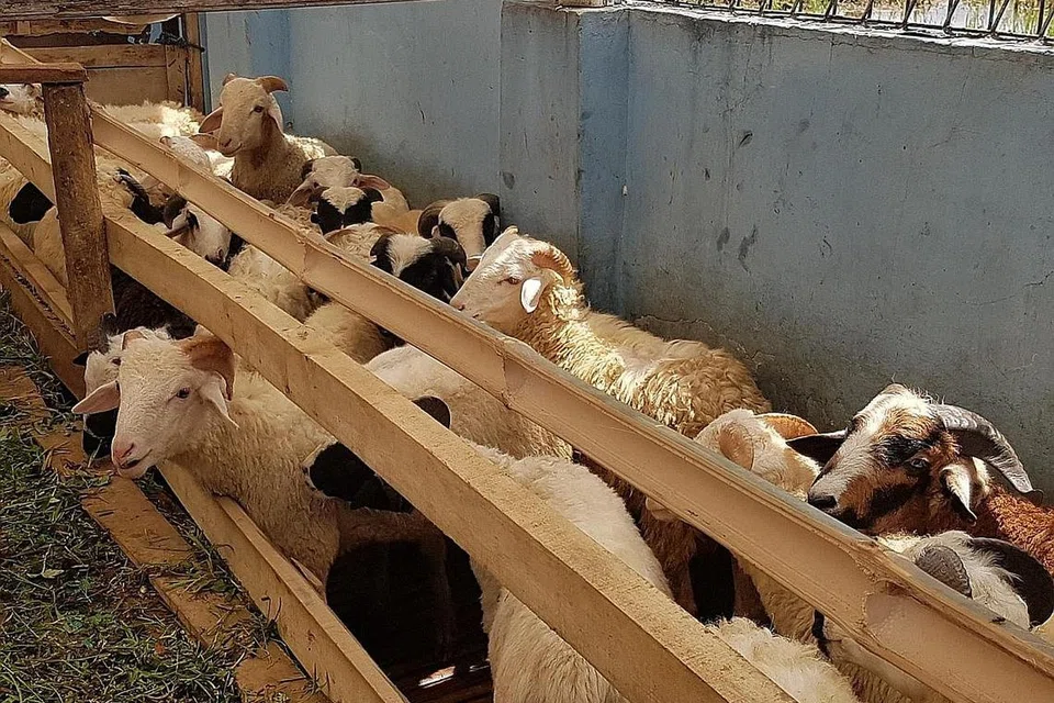 PASTIKAN KAMBING TERJAGA: Sebelum kambing disembelih, pihak bertanggungjawab akan memastikan kesemua kambing ini sihat, cukup umur dan bebas daripada penyakit. - Foto MADRASAH AL-MA'ARIF AL-ISLAMIAH