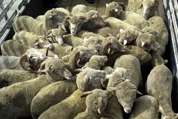 KORBAN: Lebih separuh kambing yang ditawarkan bagi ibadah korban tahun ini telah ditempah.